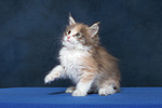 katzenfotos maine_coon