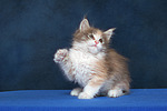katzenfotos maine_coon