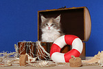 katzenfotos maine_coon