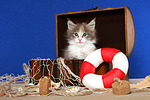 katzenfotos maine_coon
