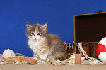 katzenfotos maine_coon