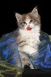katzenfotos maine_coon