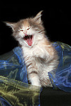 katzenfotos maine_coon