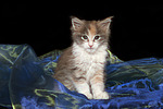 katzenfotos maine_coon