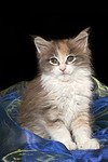 katzenfotos maine_coon