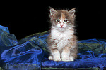 katzenfotos maine_coon
