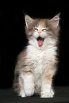 katzenfotos maine_coon