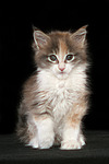 katzenfotos maine_coon