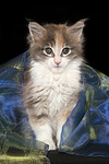 katzenfotos maine_coon