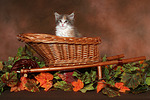 katzenfotos maine_coon