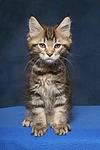 katzenfotos maine_coon