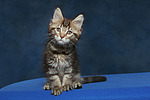 katzenfotos maine_coon
