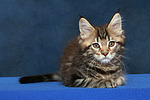 katzenfotos maine_coon