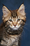 katzenfotos maine_coon