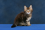 katzenfotos maine_coon