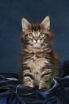katzenfotos maine_coon