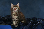 katzenfotos maine_coon