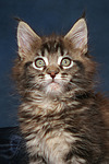 katzenfotos maine_coon