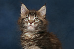 katzenfotos maine_coon