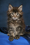 katzenfotos maine_coon