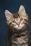 katzenfotos maine_coon