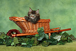 katzenfotos maine_coon