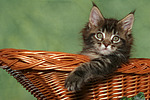 katzenfotos maine_coon