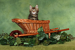katzenfotos maine_coon