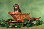 katzenfotos maine_coon