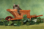 katzenfotos maine_coon