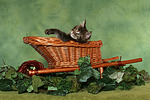 katzenfotos maine_coon