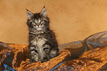 katzenfotos maine_coon