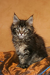 katzenfotos maine_coon