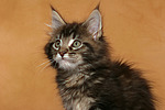katzenfotos maine_coon