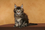 katzenfotos maine_coon