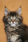 katzenfotos maine_coon