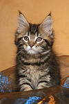 katzenfotos maine_coon