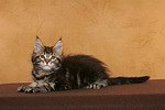 katzenfotos maine_coon