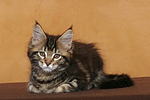 katzenfotos maine_coon