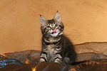 katzenfotos maine_coon