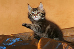 katzenfotos maine_coon