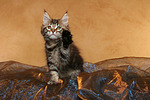 katzenfotos maine_coon
