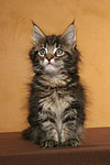 katzenfotos maine_coon