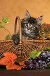 katzenfotos maine_coon