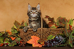 katzenfotos maine_coon