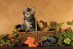 katzenfotos maine_coon
