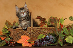 katzenfotos maine_coon