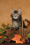 katzenfotos maine_coon