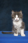katzenfotos maine_coon