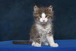 katzenfotos maine_coon